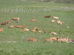 repos dans les monts du Cantal